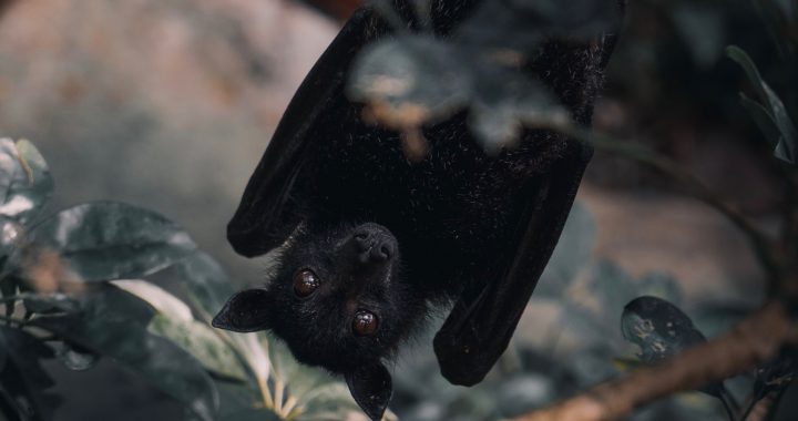 Pipistrelli e virus: il fenomeno dello Spillover