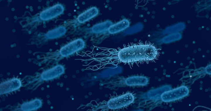 Escherichia coli, non solo un nemico per l’uomo.