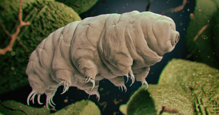 TARDIGRADES, INVISIBLE MICROSCOPIC AND INDESTRUCTIBLE LITTLE ANIMALS