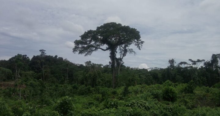 Missione Amazzonia: alla scoperta degli alberi monumentali