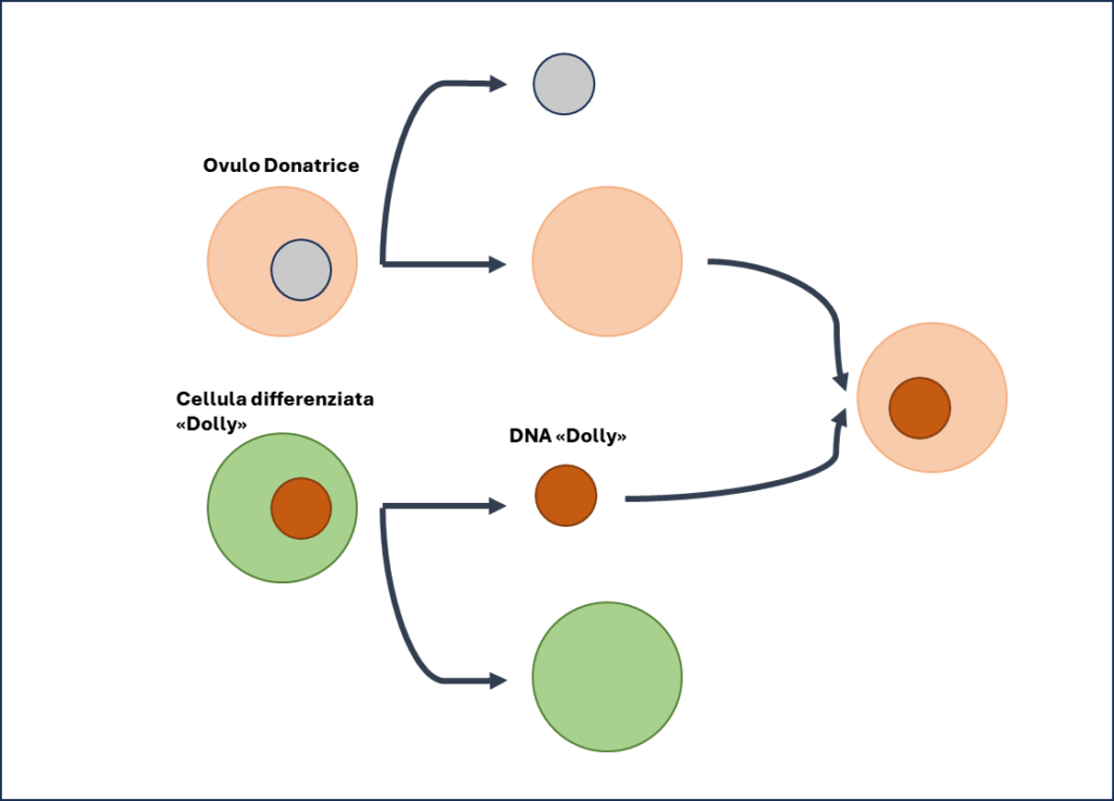 Il processo semplificato con cui fu ottenuto l'embrione di Dolly