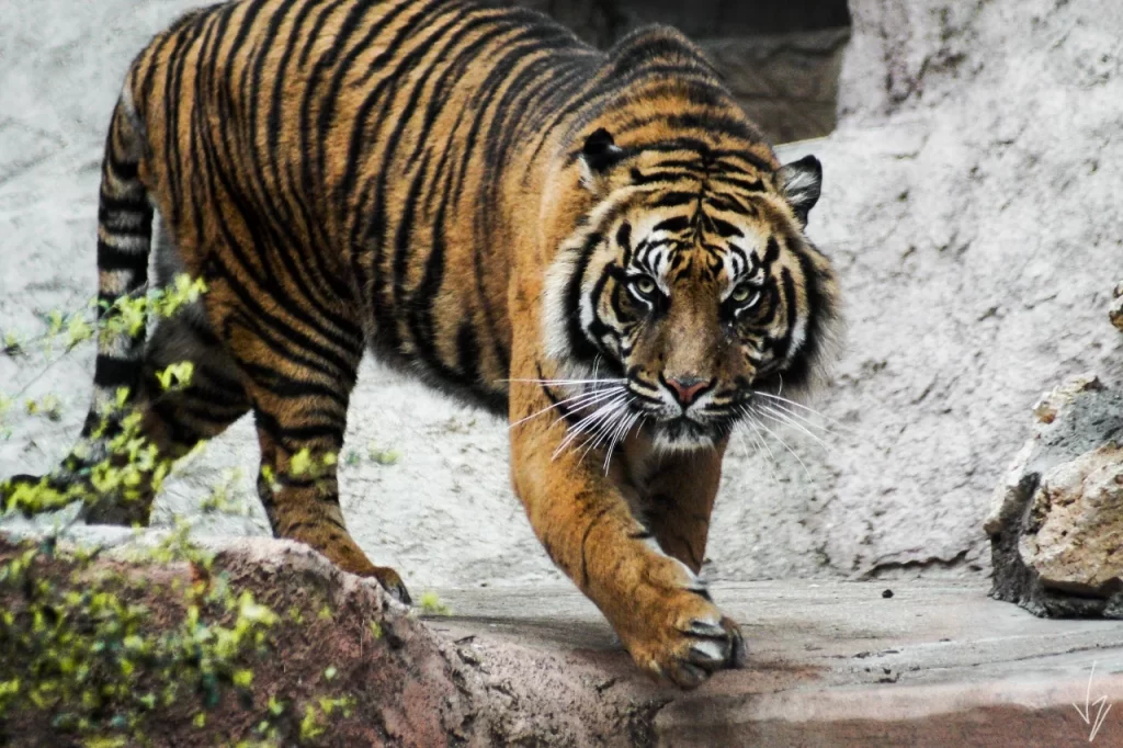 Tigre / Tigre di Sumatra / Animali