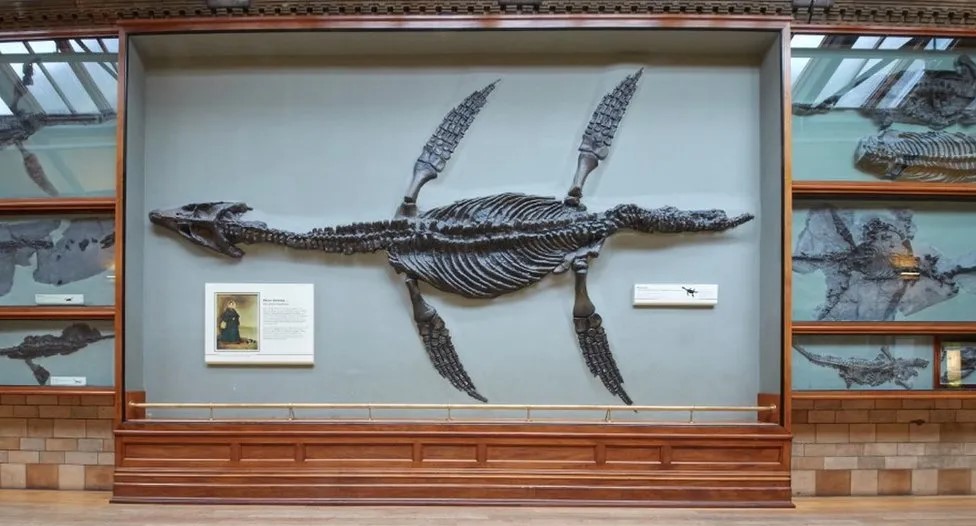 Lo schelotro completo di un plesiosauro ritrovato da Mary Anning nel 1822