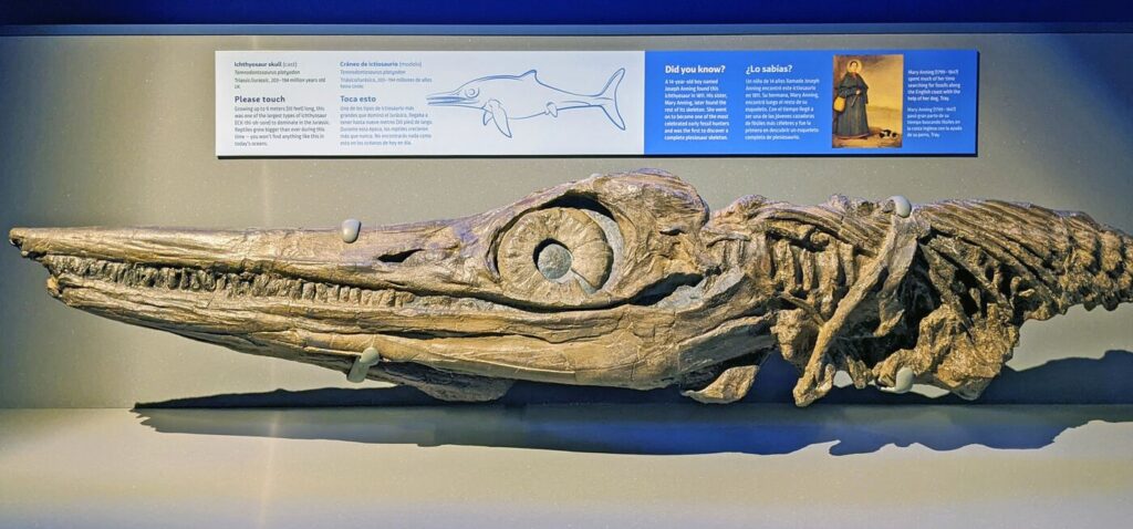 Il cranio di ittiosauro rinvenuto da Joseph Anning nel 1811