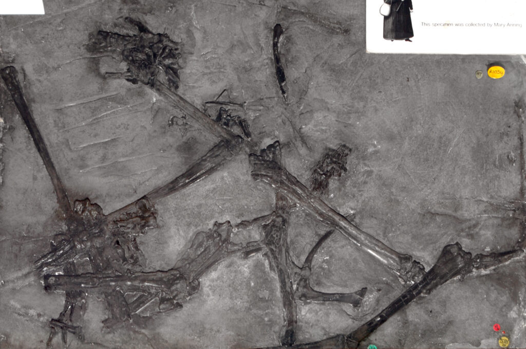 Resti fossili di Dimorphodon macronyx rinvenuto da Mary Anning nel 1828