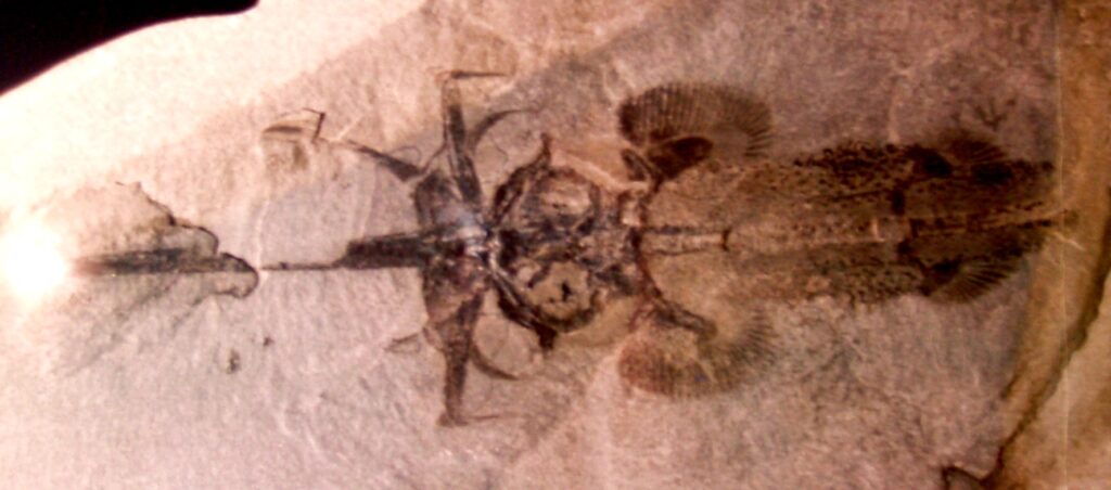 Resti fossili di Squaloraja