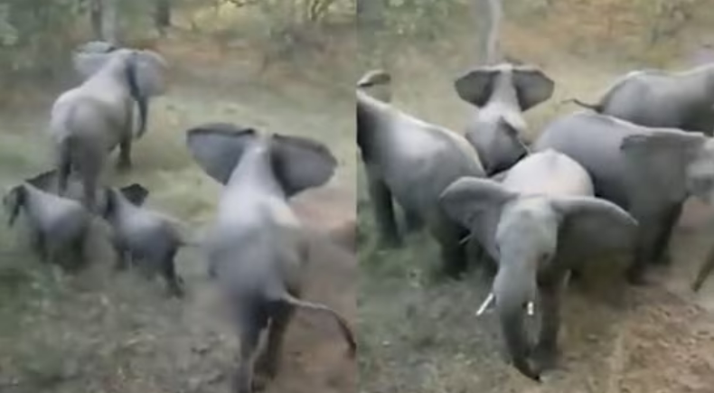 Mandria di Elefanti protegge i propri piccoli dall'attacco di un predatore | Altruismo nella mandria