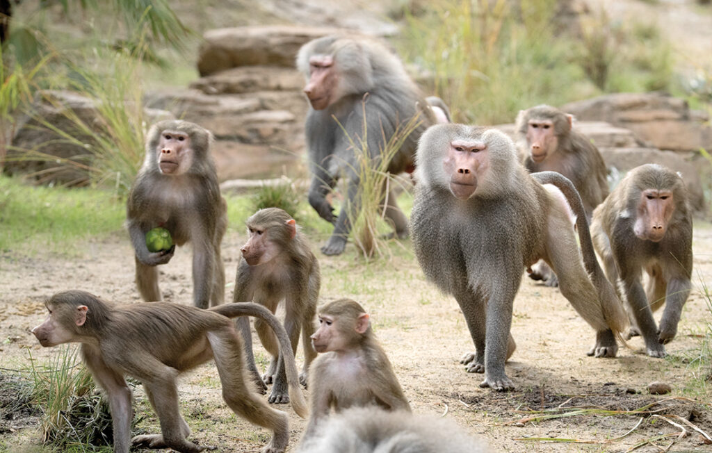 Gruppo di Amadriadi (Papio hamadryas) 