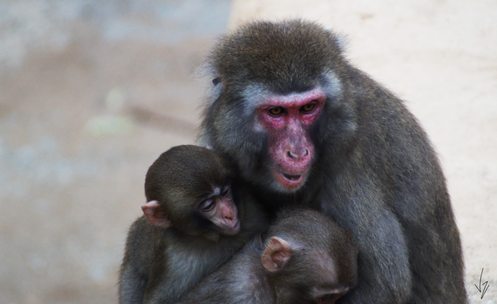 Femmina di Macaco giapponese (Macaca fuscata) con piccoli