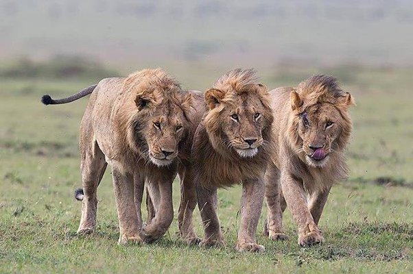 Gruppo di giovani maschi di leone