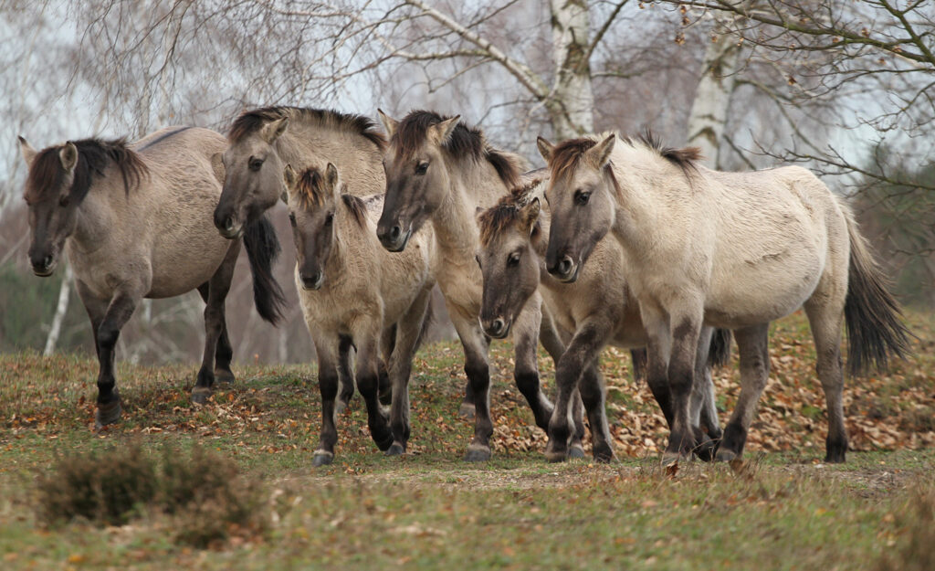 Mandria di Konik, una razza di pony allo stato semi-selvaggio originari della Polonia e della Bielorussia
