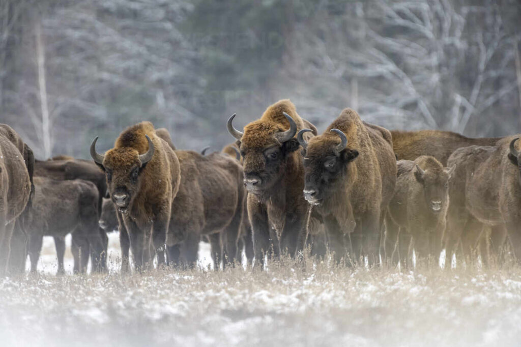 Alcuni esemplari di Bisonte europeo presenti nella foresta